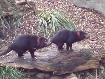 Tasmanian Devil.jpg